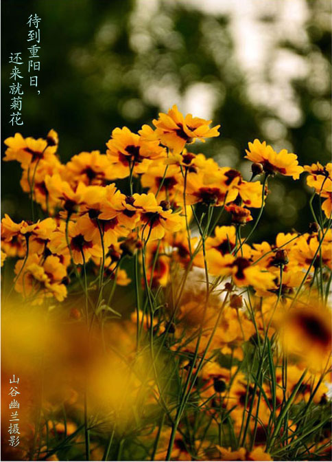 金菊吐芳.jpg