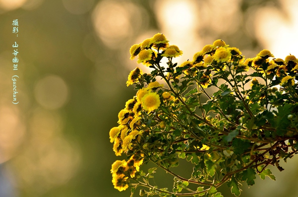金菊吐芳.jpg