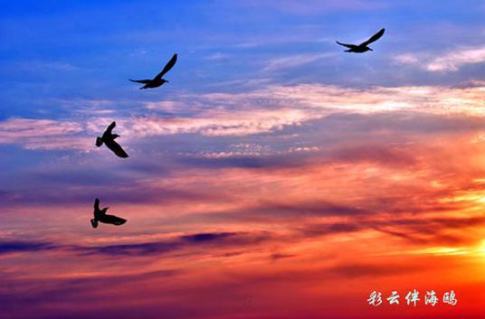 彩云伴海鸥-.jpg