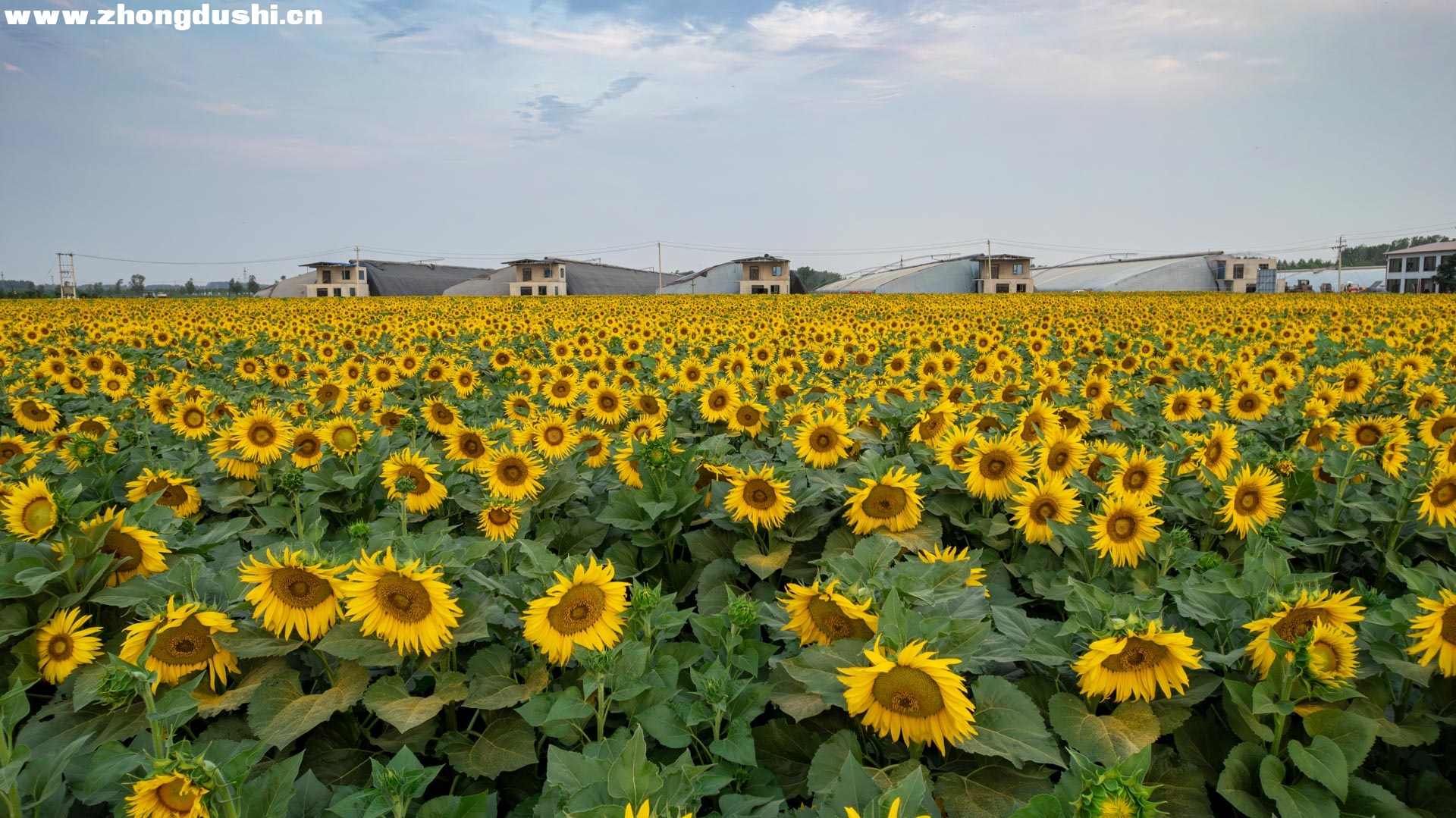 DJI_0743-已增强-NR.jpg
