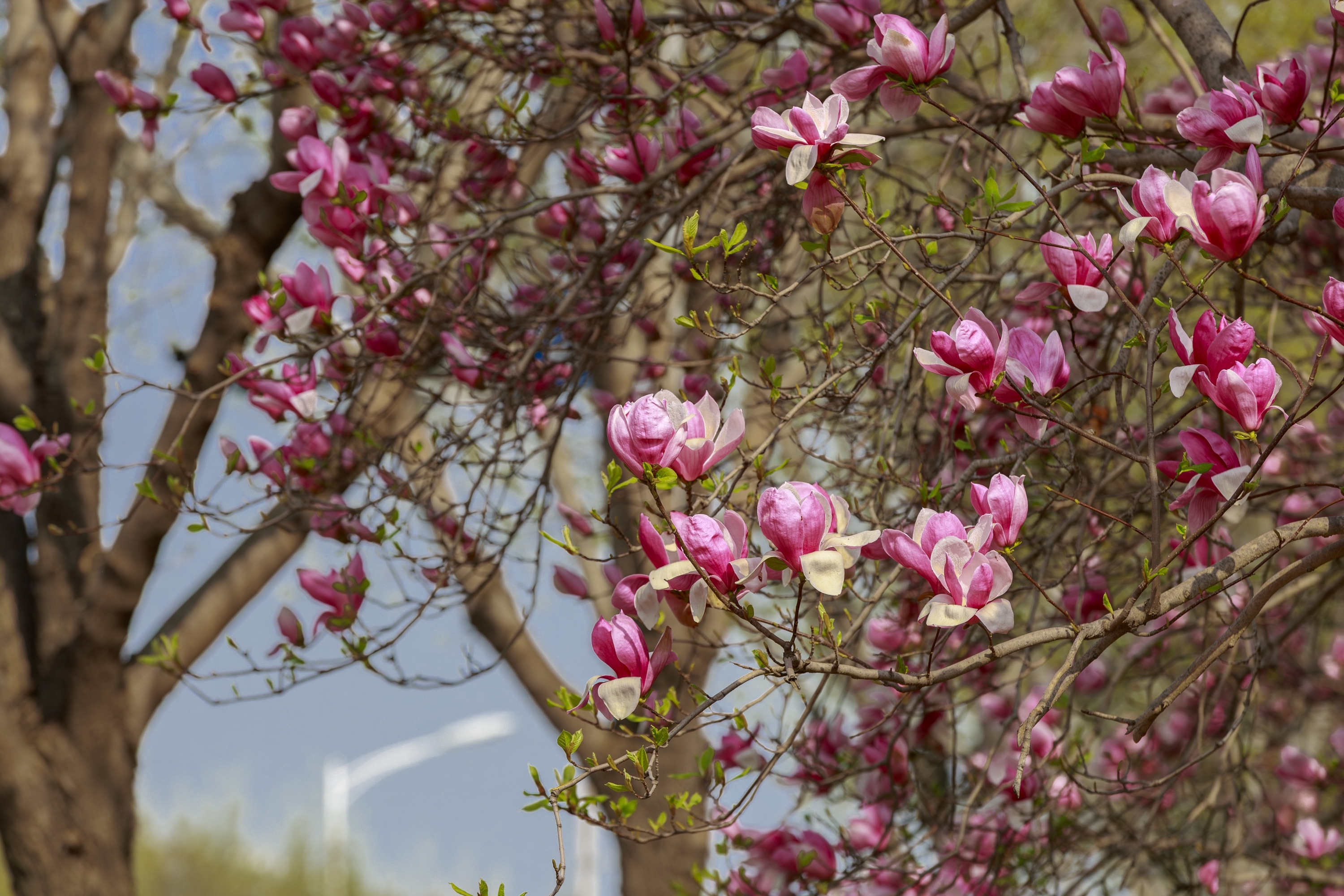 春季赏花何须东奔西走，你想要的汶上也有