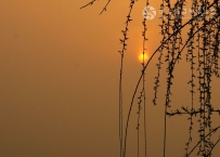 夕阳坠枝头