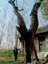 可怜的贾柏古树(手机拍摄)