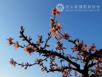 卡片机尼康s4200拍桃花