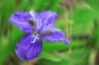 汶上莲花湖湿地摄影照片【紫色花】