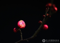 红梅花儿开