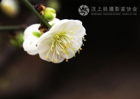 一组白色梅花（7P）