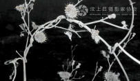 干枯的野苘