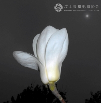 白天拍了个夜效果