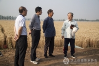 济宁市老摄协主席韩笔祥来汶上县视察麦收情况