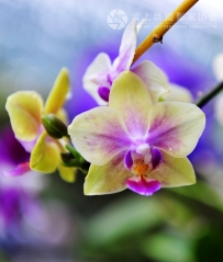 春花3