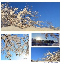 玉树琼枝花满天——长乐湖景区雪后即景