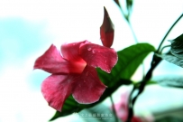 出水芙蓉