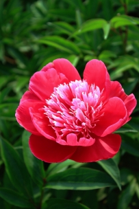汶上莲花湖湿地的芍药花真漂亮