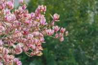 春季赏花何须东奔西走，你想要的汶上也有