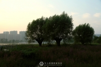 三棵树