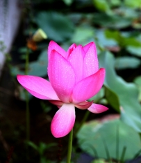 荷花（张延峰）