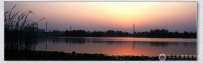 夕阳红