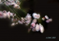 梦里飞花几度寻