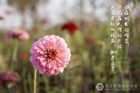 孤芳自赏