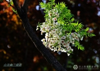最爱春天那抹绿