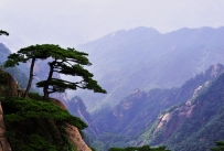 傲松